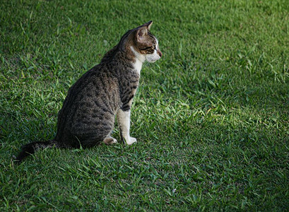 站立在绿草的黑白猫侧视图图片