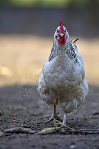 农场草地上的母鸡背景图片