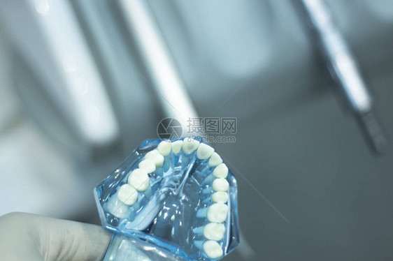牙齿正畸牙科教学模型与牙龈牙釉质牙菌斑牙根图片