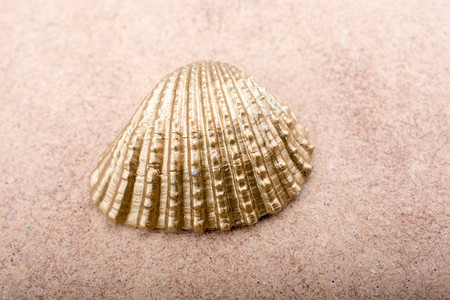 棕色背景上的金色小贝壳图片