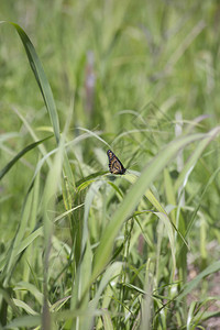 帝王蝶栖息在厚的草叶上背景图片