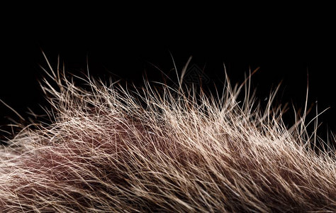 红棕色灰狼狐狸熊毛自然动物野生动物概念和背景纹理和壁纸风格图片