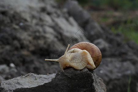 食用蜗牛Helixpomatia勃艮第蜗牛Escargot图片