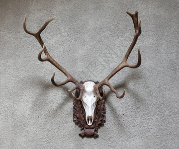 挂在墙上的大鹿狩猎战利品图片