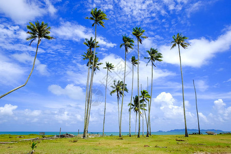 在阳光明媚的白天椰子树和美丽的自然海滩附近有云蓝色的天空背景图片