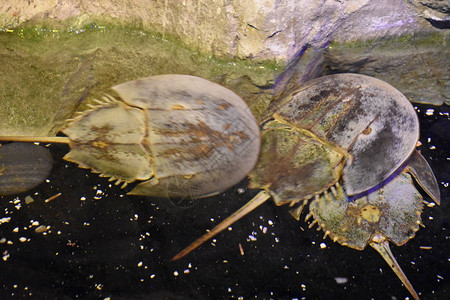 在水族馆的水中图片