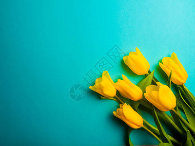 爱情浪漫问候庆祝概念蓝色背景上的黄色郁金香郁金图片