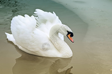 美丽的白天鹅漂浮在湖面上它的图片