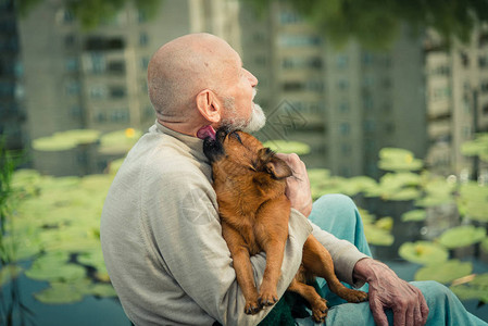 祖父带着一只格里芬犬图片