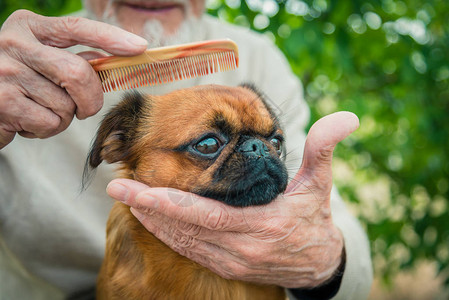 祖父带着一只格里芬犬图片