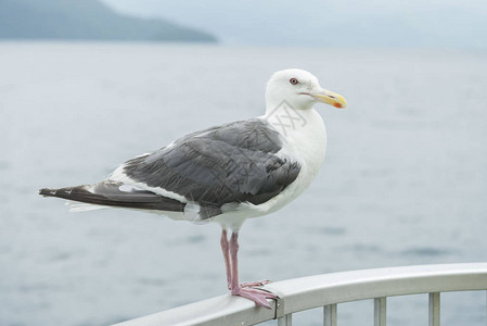 海鸥在海中观看图片