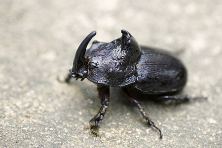 具有美丽背景的犀牛甲虫大图片素材