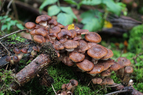 野蘑菇长在树桩上图片