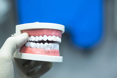 牙齿正畸牙科教学模型与牙龈牙釉质牙菌斑牙根背景