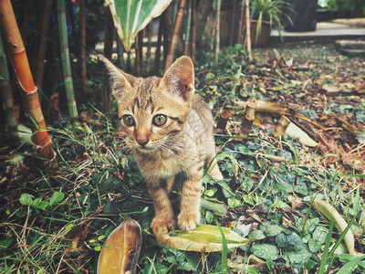 绿草丛中的小花斑小猫图片