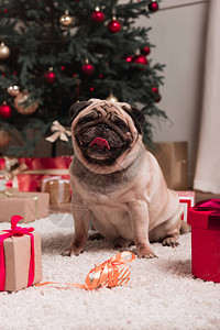 长着圣诞礼物的可爱小狗图片