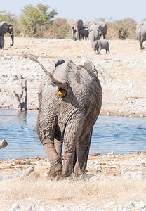 非洲大象LoxodontaAfricana在纳米比亚北部的一图片