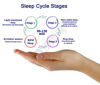 呈现睡眠周期阶段图图片