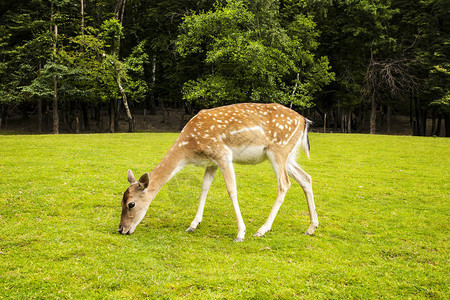 獐鹿在夏天的草地上吃草图片