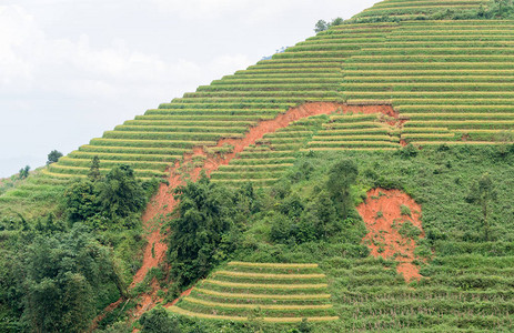 Sapavietnam的稻田地滑坡或水稻梯田侵图片