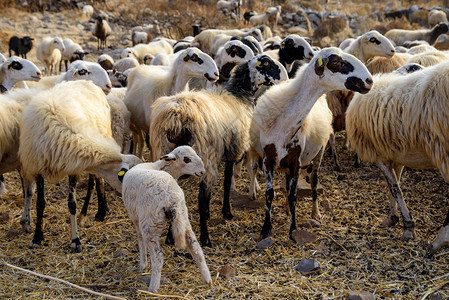 牧羊农耕是克里特居民的传统职业图片