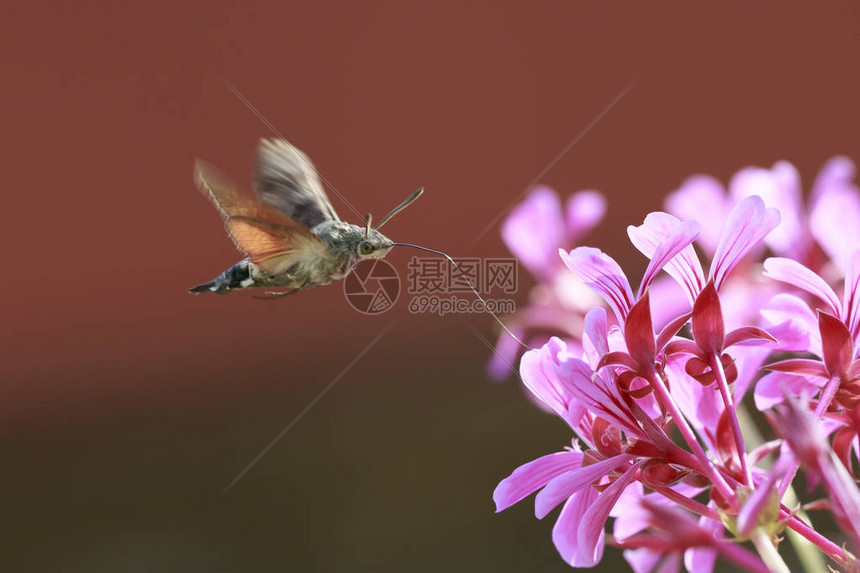 在充满活力的草原中喂养粉红色花朵的蜂鸟鹰moth麦格罗纪隆石膏图片