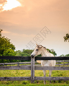 在肯塔基州一个马农场上站在图片