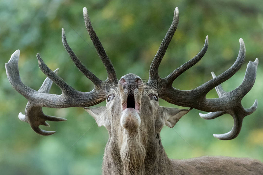 雄鹿客场挑战掘金