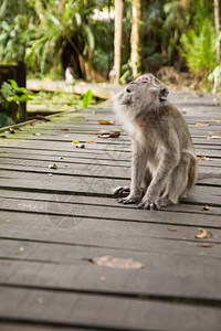 婆罗洲的长鼻猴背景图片