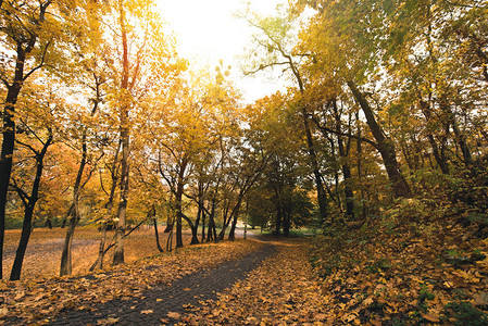 秋天公园的小路被落叶覆盖图片