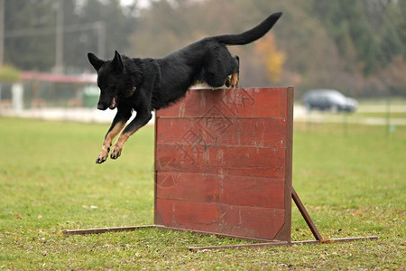 德国牧羊犬在公园里跳过障碍物图片