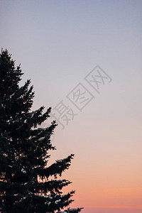 树和枝的剪影和日落时美丽的天空图片