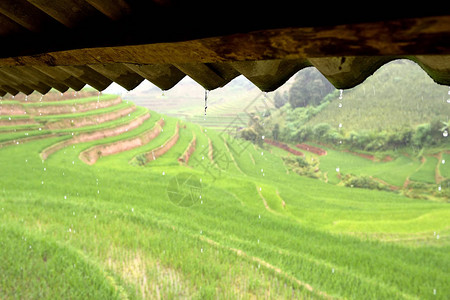 雨水在稻田露天地上下雨水中有天图片