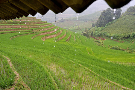 雨水在稻田露天地上下雨水中有天图片
