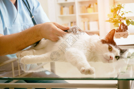 兽医用听诊器检查猫图片