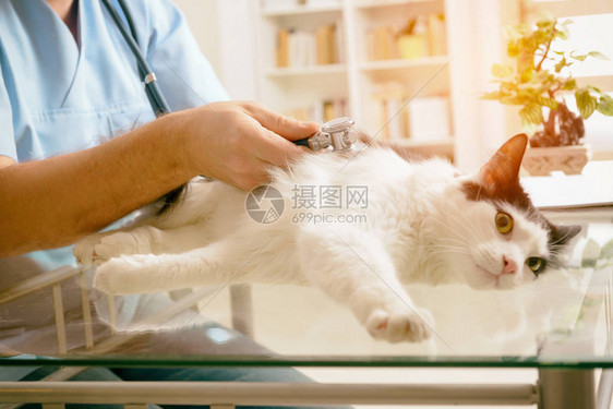 兽医用听诊器检查猫图片