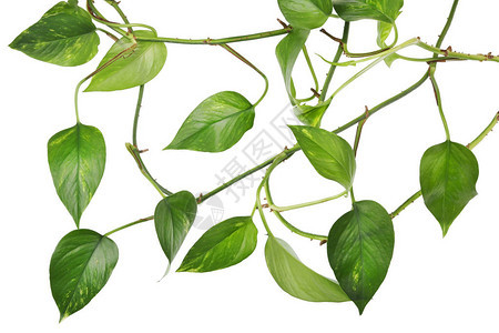 室内装饰常绿植物藤本植物隔离在白色背景图片
