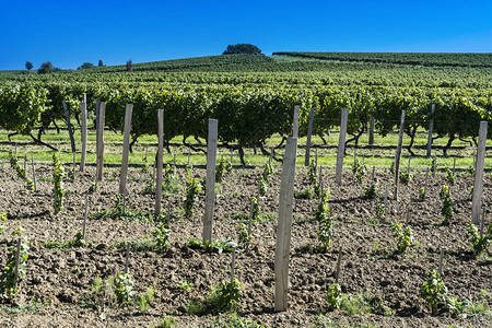 法国葡萄的工业增长法国葡萄酒农场在收获前被美丽图片