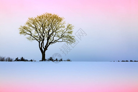 冬季雪圣诞风景冬图片