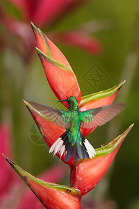 ensipennis特有蜂鸟飞越红蕉碧海花图片