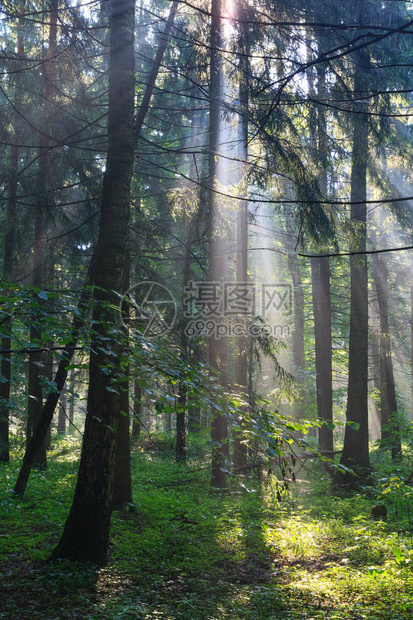 太阳光束进入波兰欧洲比亚洛威扎森林的薄雾清晨雨中富图片