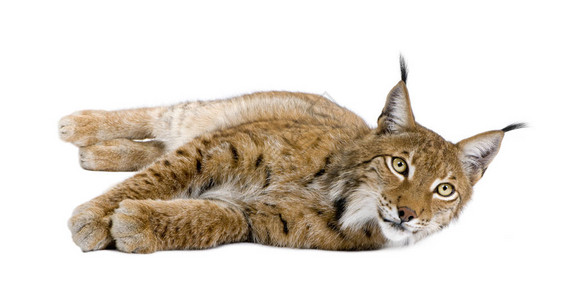 欧亚Lynx图片