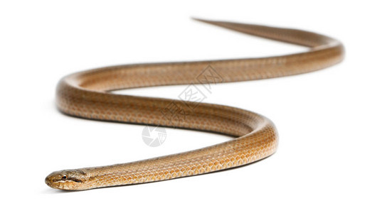 光滑的蛇背景图片