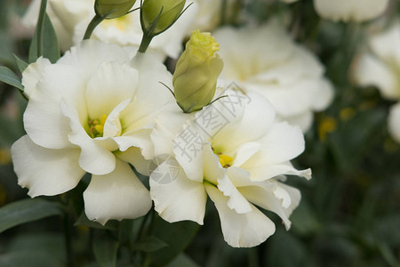 花园里盛开的白色洋桔梗花束像玫瑰一样的花图片