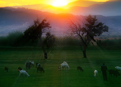 在日落草地放牧的山羊群人类发展报图片