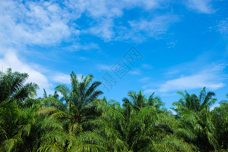 棕榈油树种植蓝天空图片