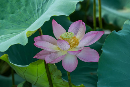 花园池塘里的莲花图片