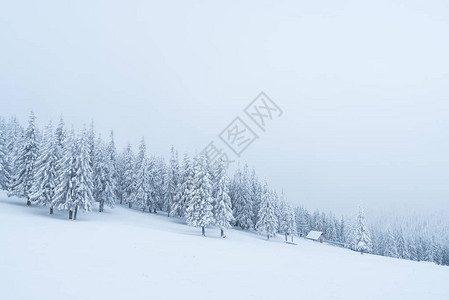 山中的降雪冷杉林和雾的冬季景观图片