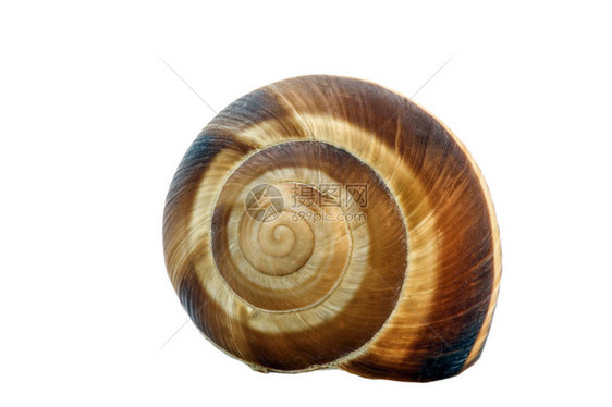 孤立的贝壳螺旋图片