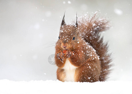 落雪中可爱的红松鼠英国的冬天图片